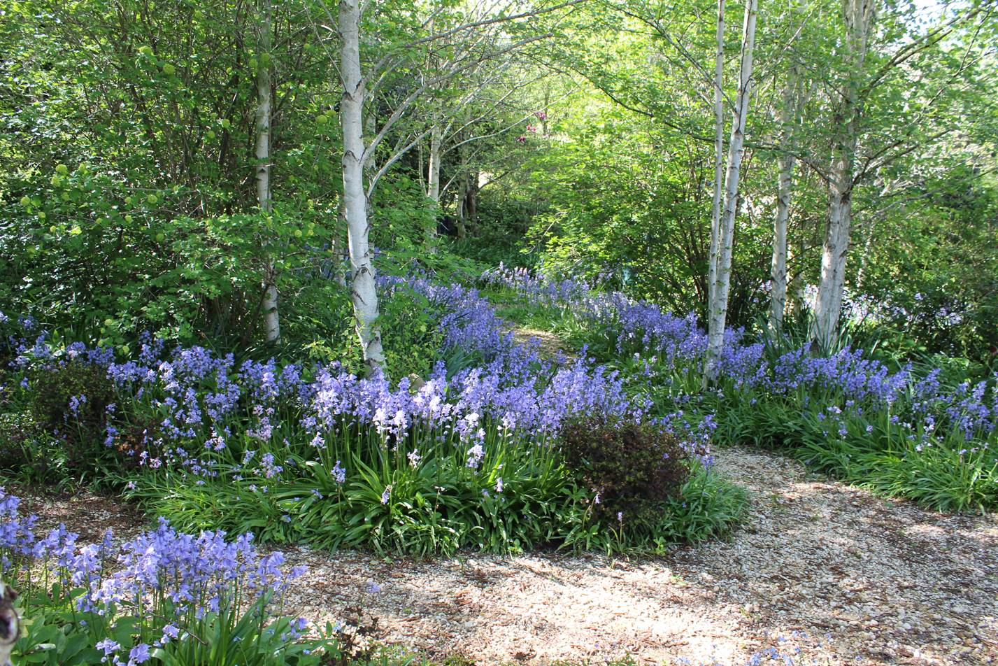 Birch Woodland 6